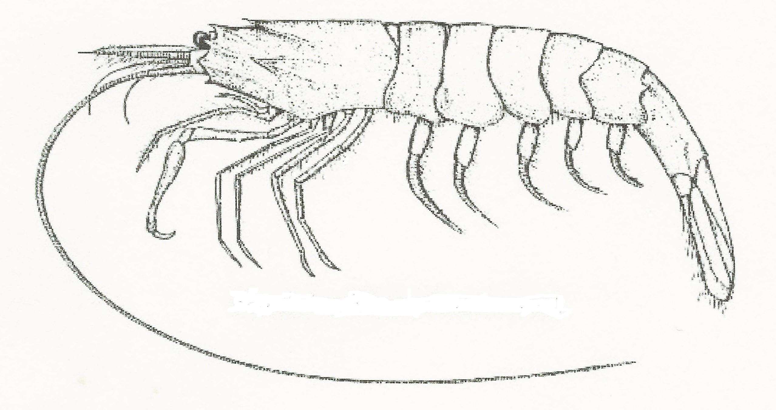 Image of Crangon Fabricius 1798