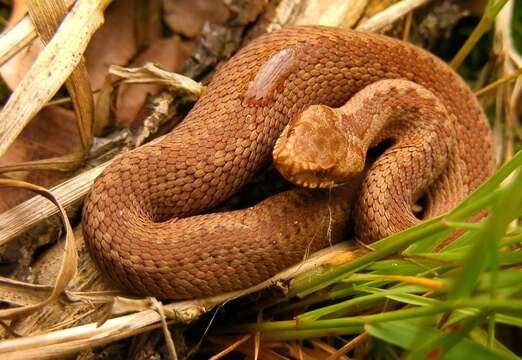 Image of Vipera berus berus (Linnaeus 1758)