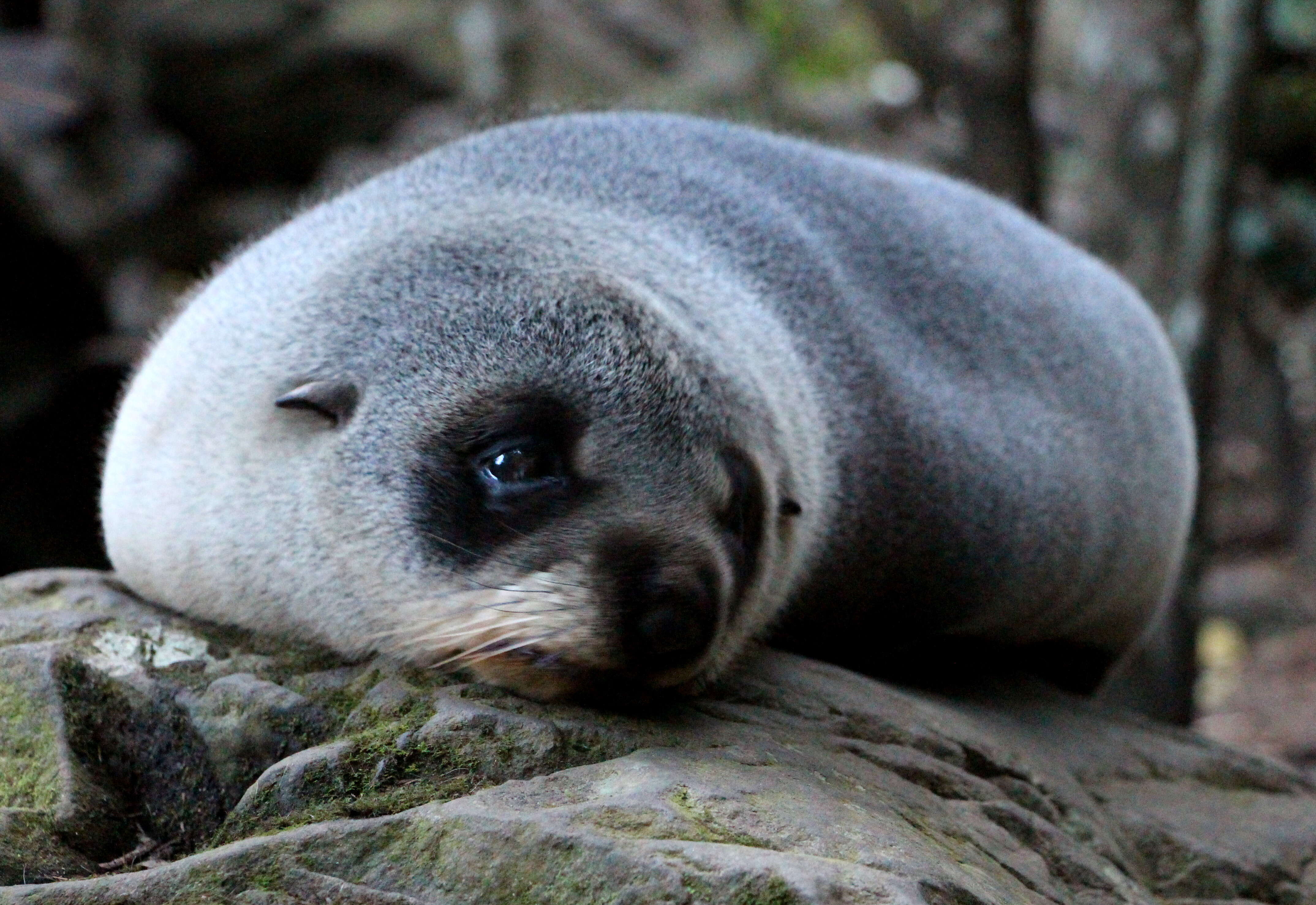 Image of Antipodean Fur Seal