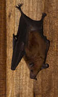 Image of Orange Nectar Bat