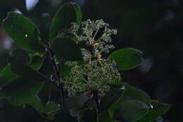 Image of Hydrangea integrifolia Hayata