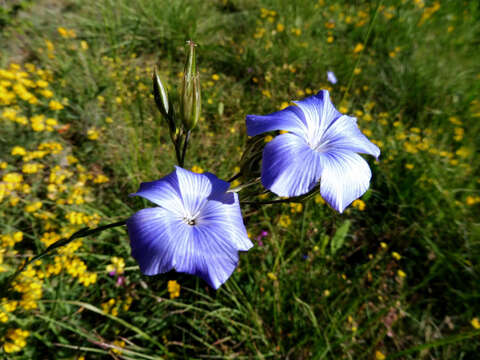 Image of Blue flax