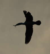 Image of Australian Pied Cormorant