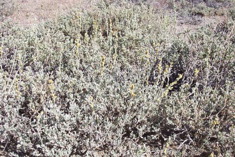 Image of low sagebrush