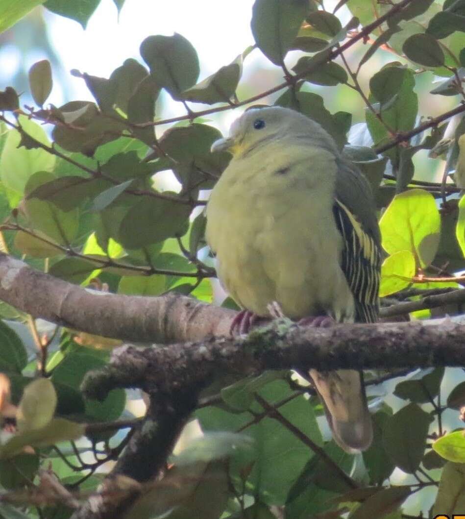 Image of Grey-fronted Green Pigeon