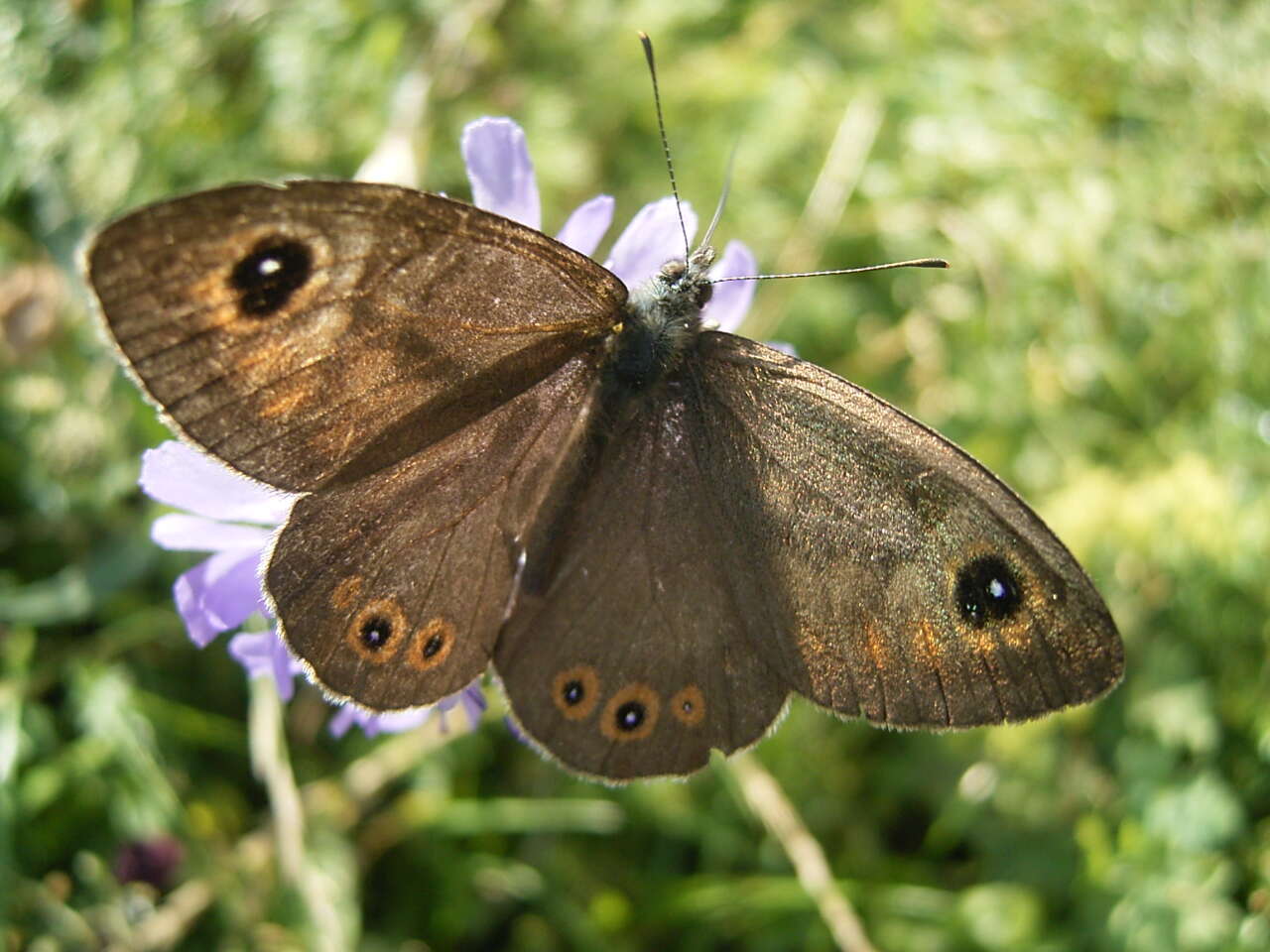 Image of Lasiommata maera