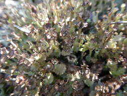 Imagem de Cladonia rappii A. Evans