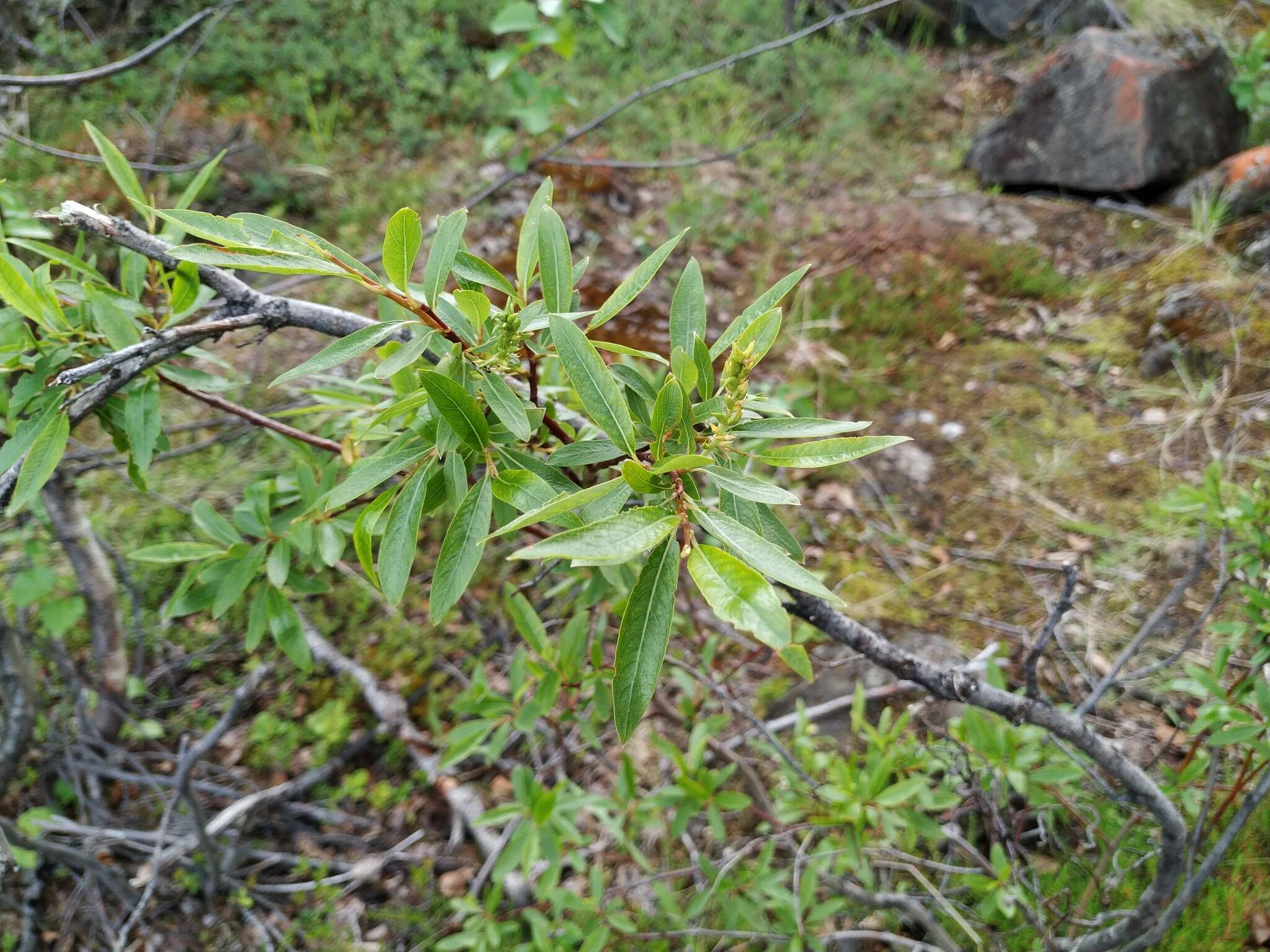 Image of Salix boganidensis Trautv.