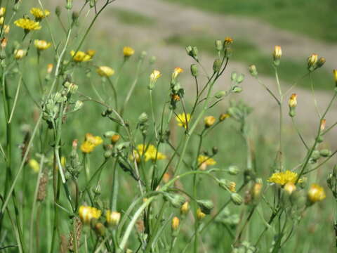 صورة Crepis biennis L.