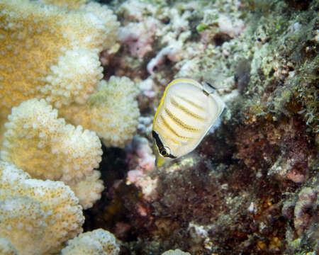 Image of Multiband Butterflyfish