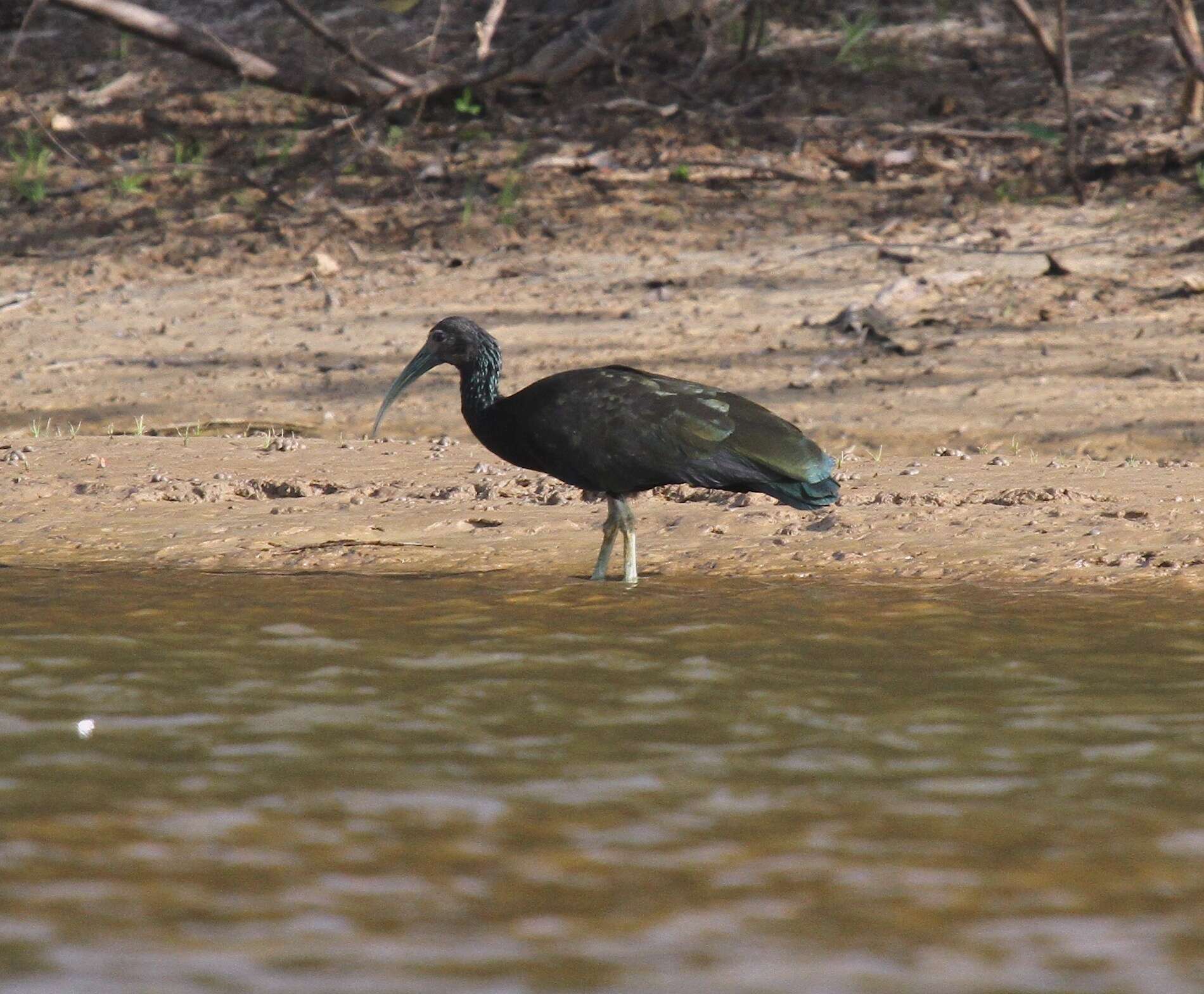 Image of Mesembrinibis Peters & JL 1930