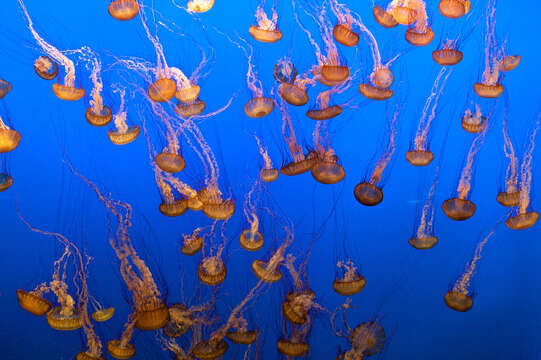 Image of Sea nettle