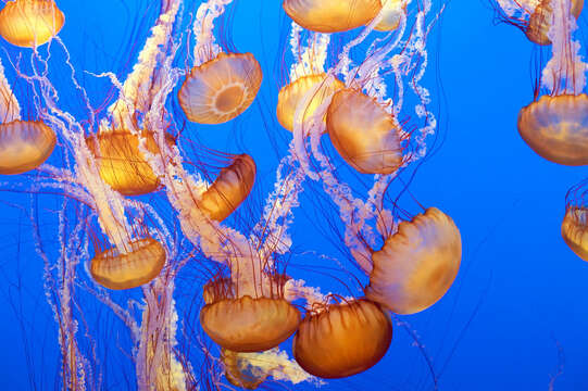 Image of Sea nettle