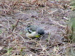 Image of Lemon-breasted Canary