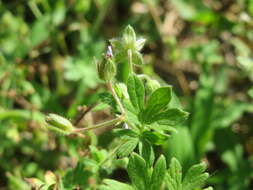 Imagem de Geranium molle L.