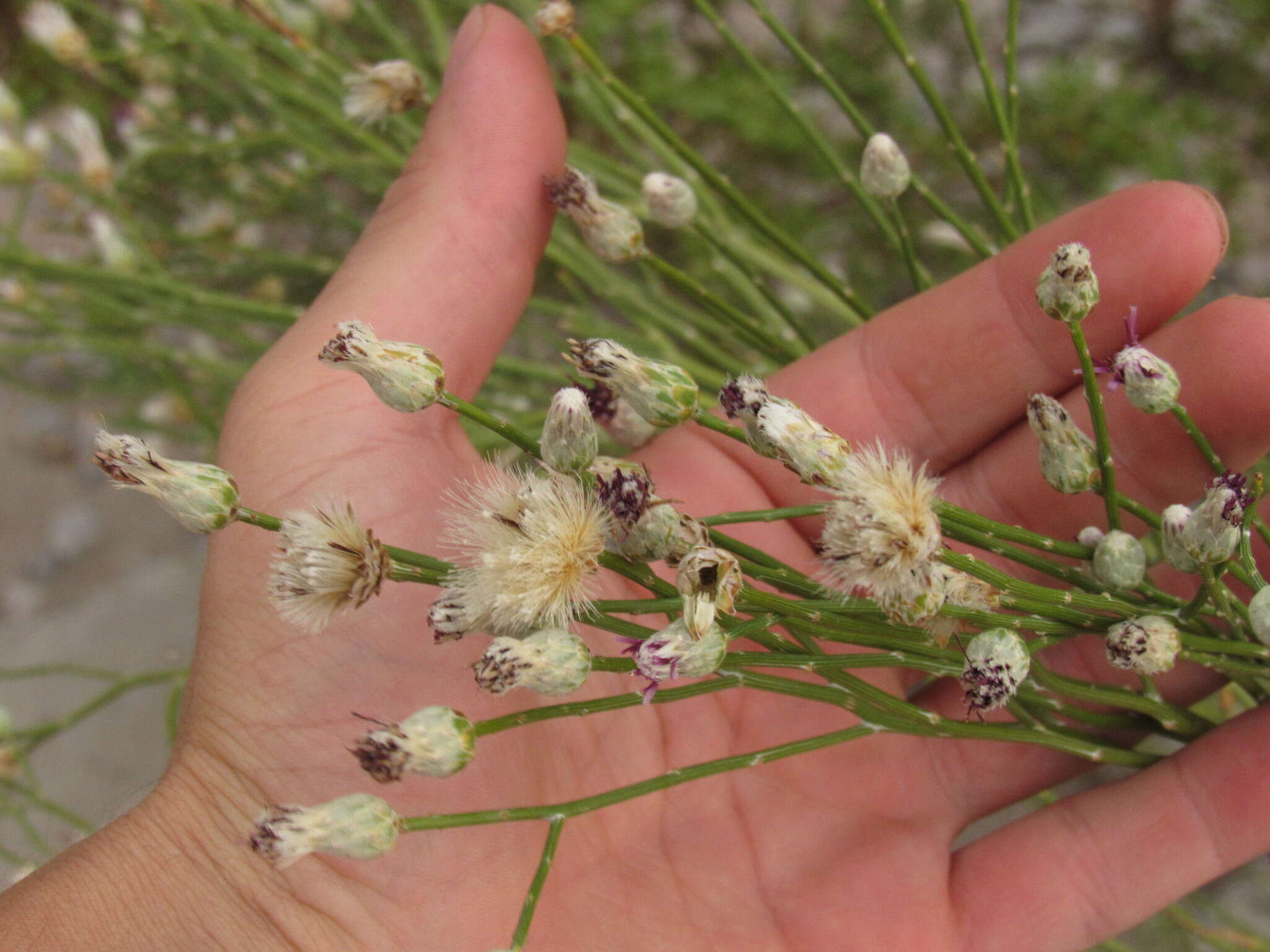 Aphyllocladus ephedroides Cabrera resmi