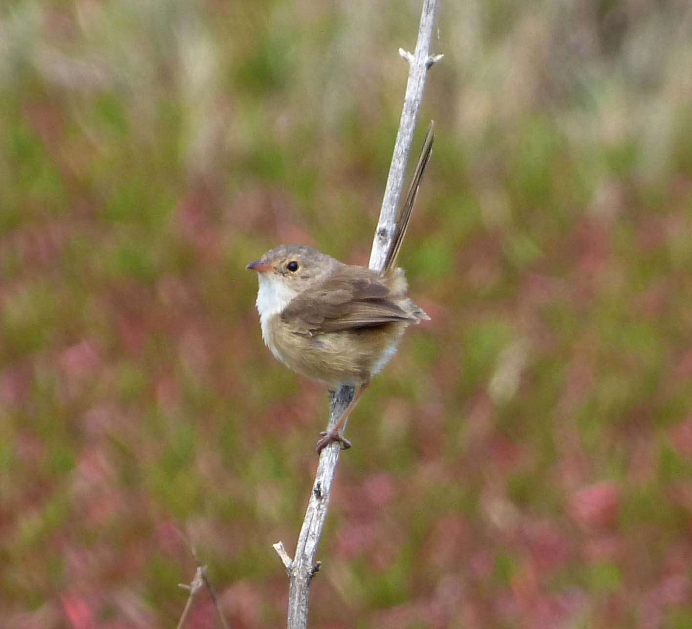 Image of Red-backed Fairy-wren