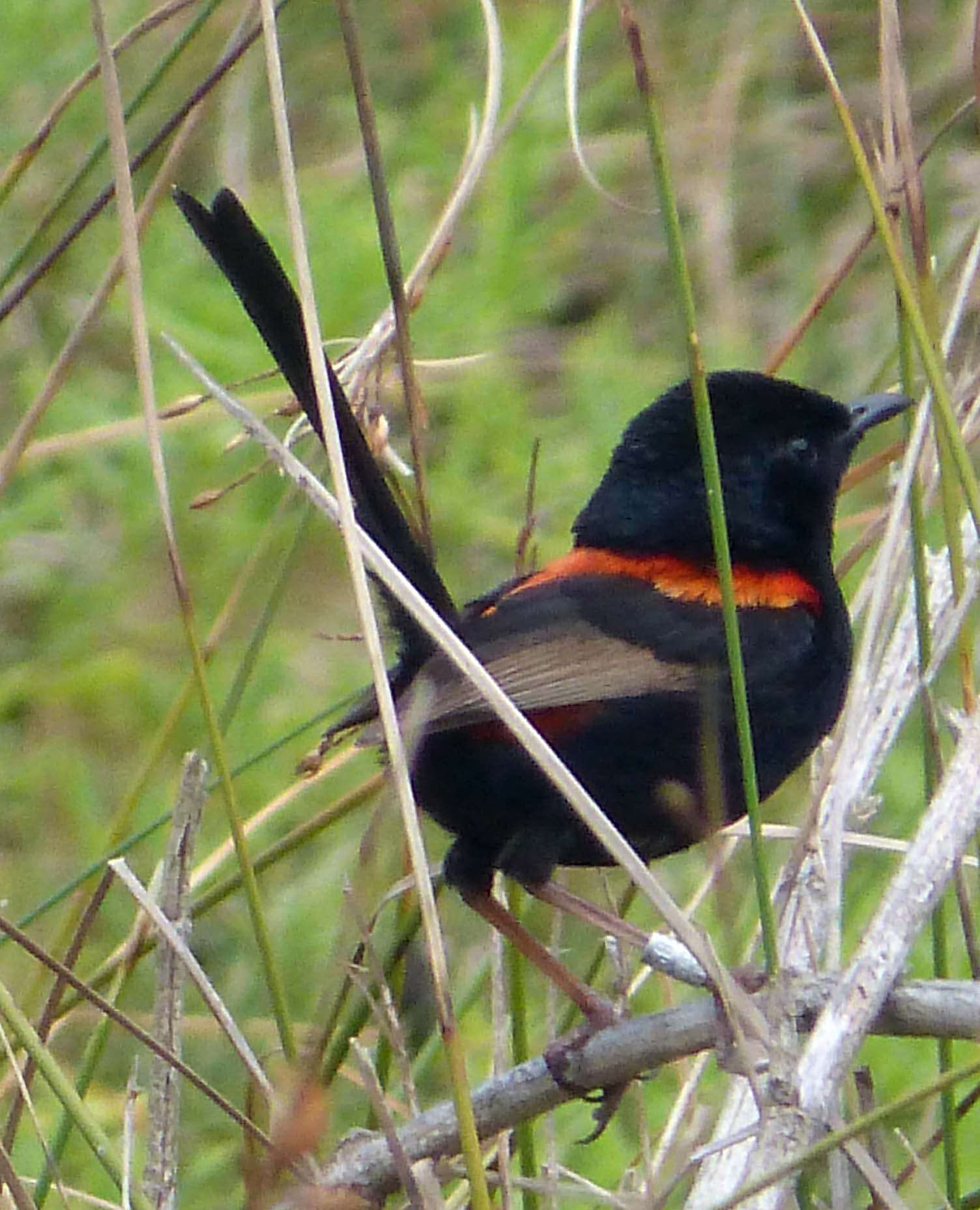 Image of Red-backed Fairy-wren