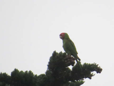 Image of Red-masked Conure