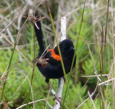 Image of Red-backed Fairy-wren