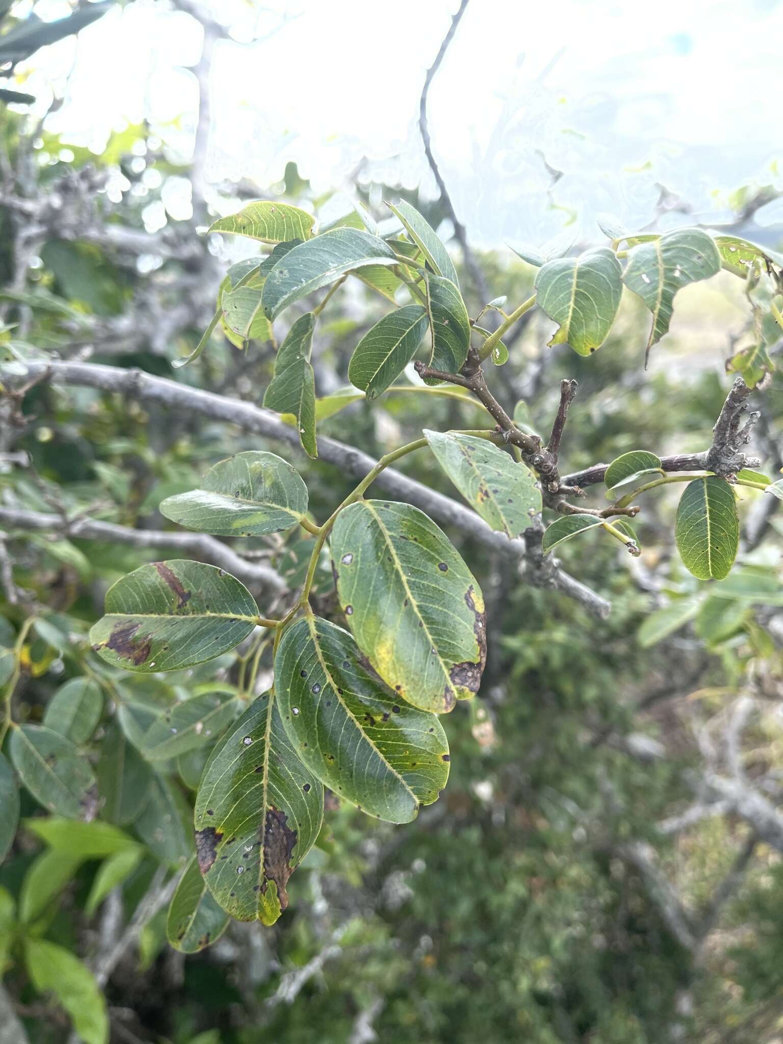 Image de Dalbergia obovata E. Mey.