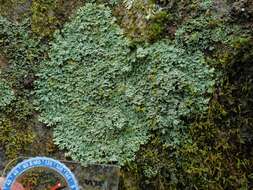 Image of Casarett's shield lichen