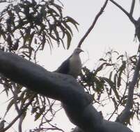 Image of White-headed Pigeon