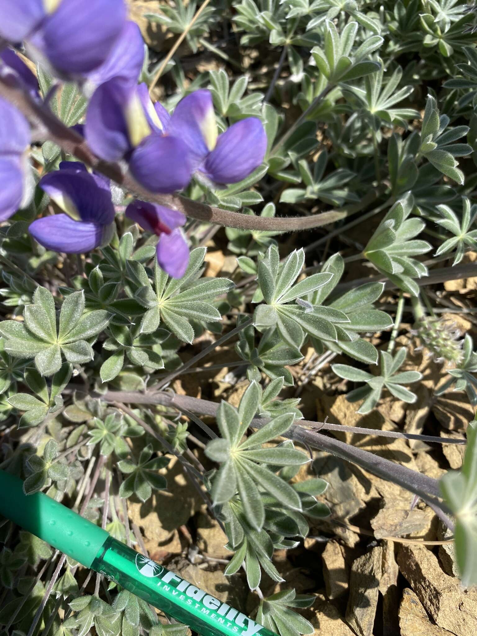 Image of silver lupine