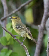 Image de Vireo pallens semiflavus Salvin 1863