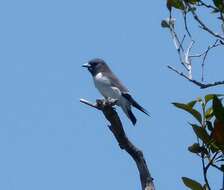 Image of White-breasted Woodswallow