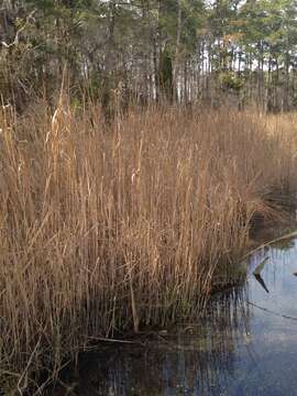 Image of Big Cord Grass