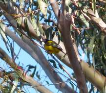 Image of Australian Golden Whistler