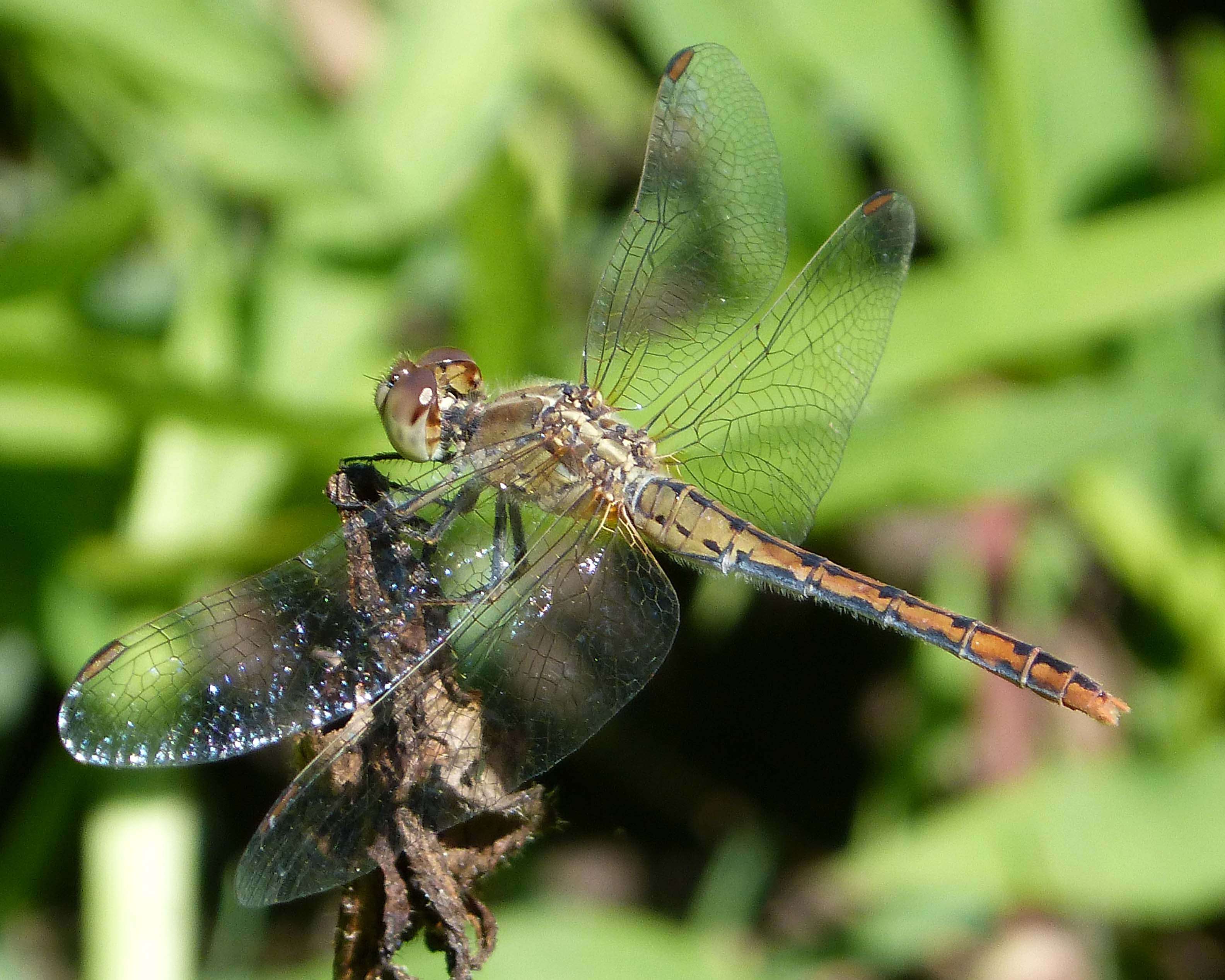 Imagem de Diplacodes bipunctata (Brauer 1865)