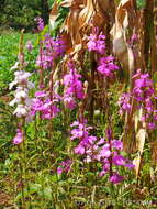 Image of purple witchweed