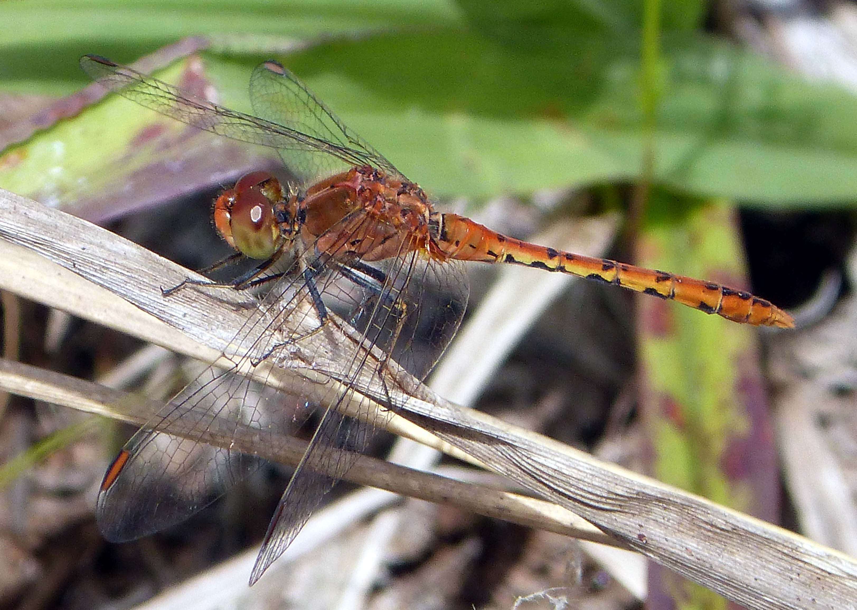 Image of Red Percher Dragonfly