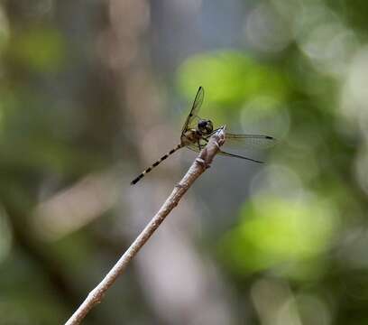 Image of Tetrathemis irregularis cladophila