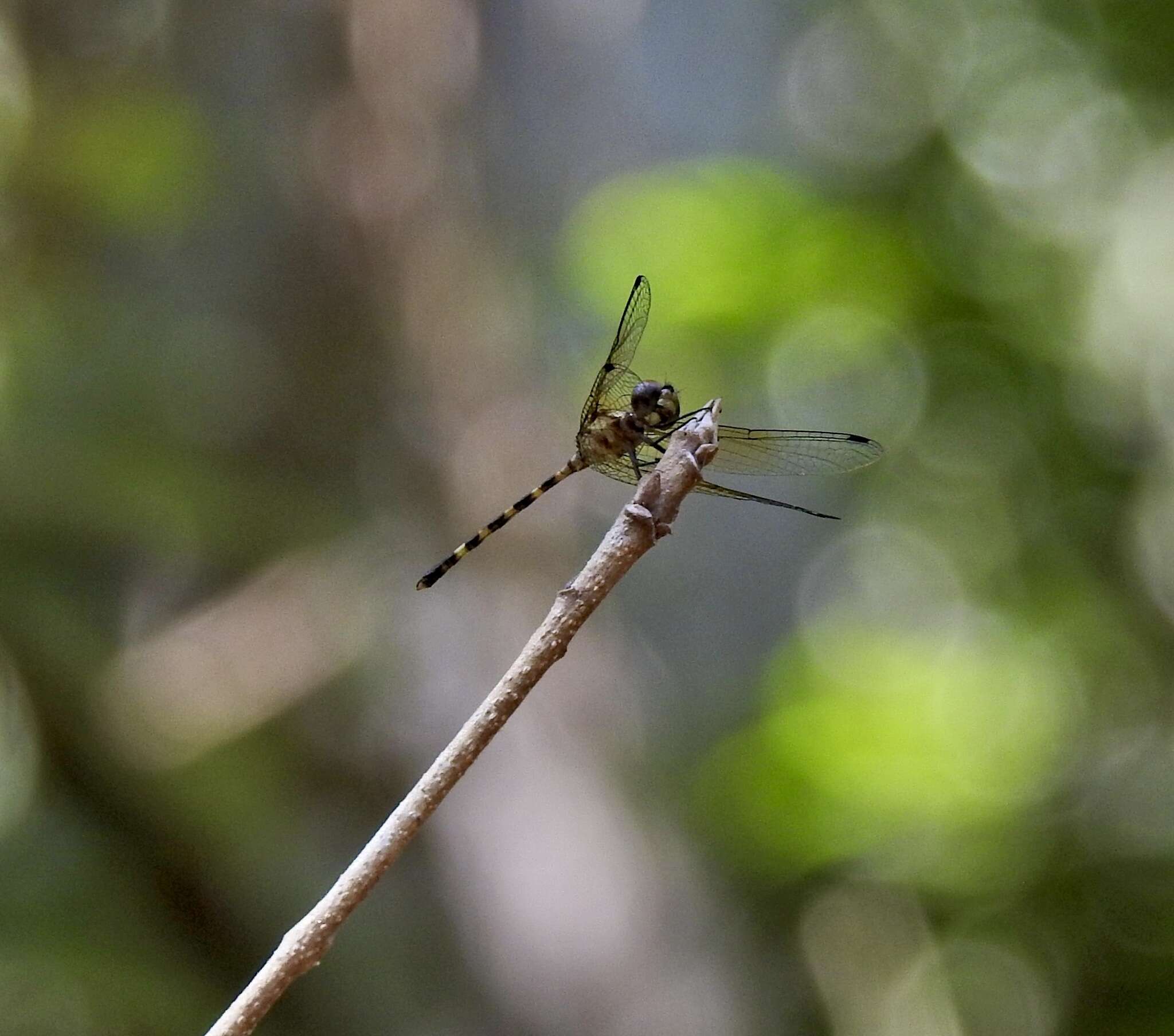 Tetrathemis irregularis cladophila resmi