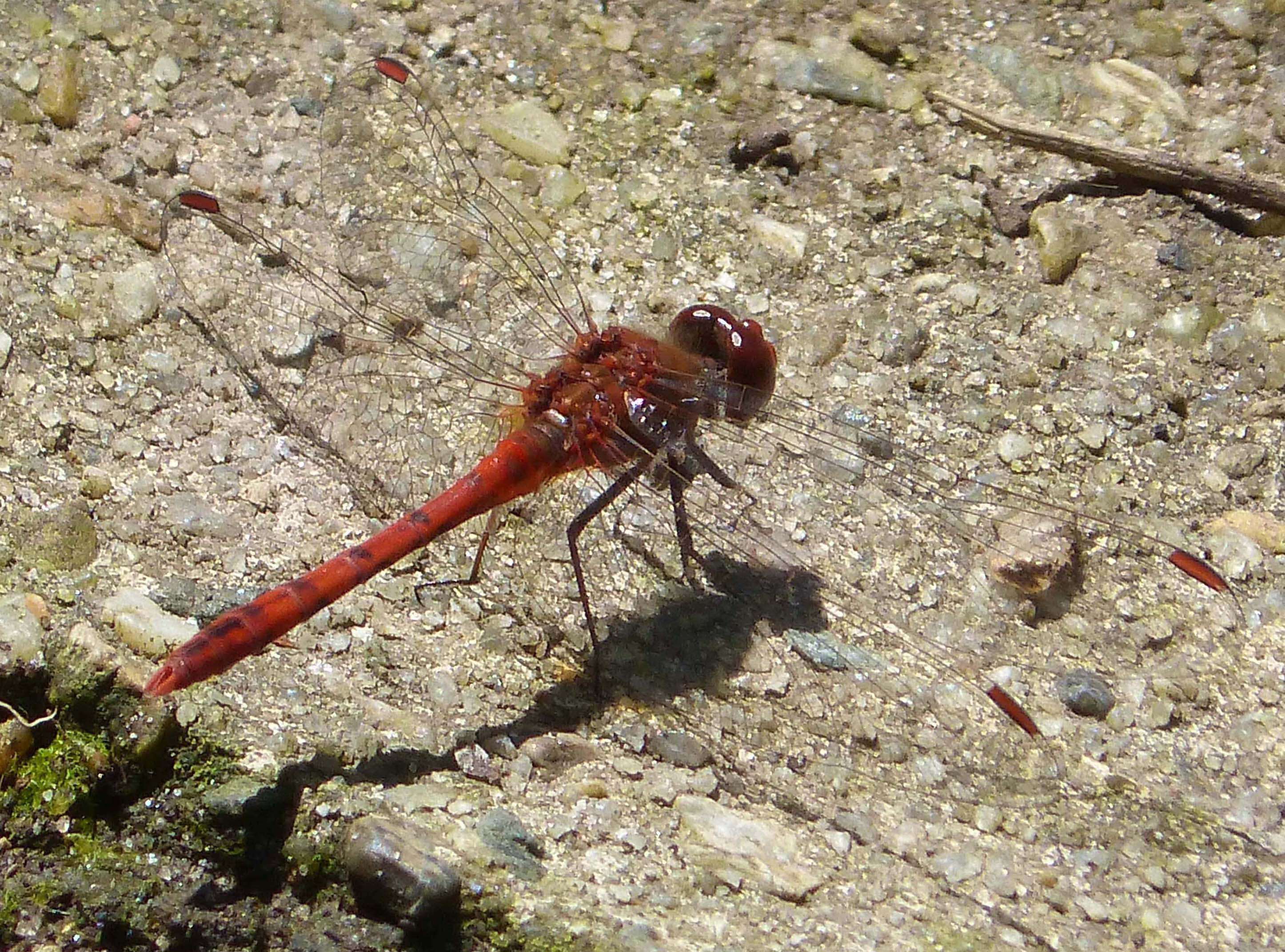 Imagem de Diplacodes bipunctata (Brauer 1865)