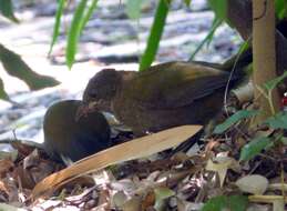 Image of Eastern Whipbird