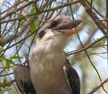 Image of Kookaburra