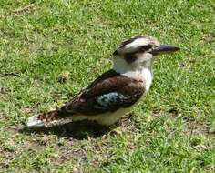 Image of Kookaburra