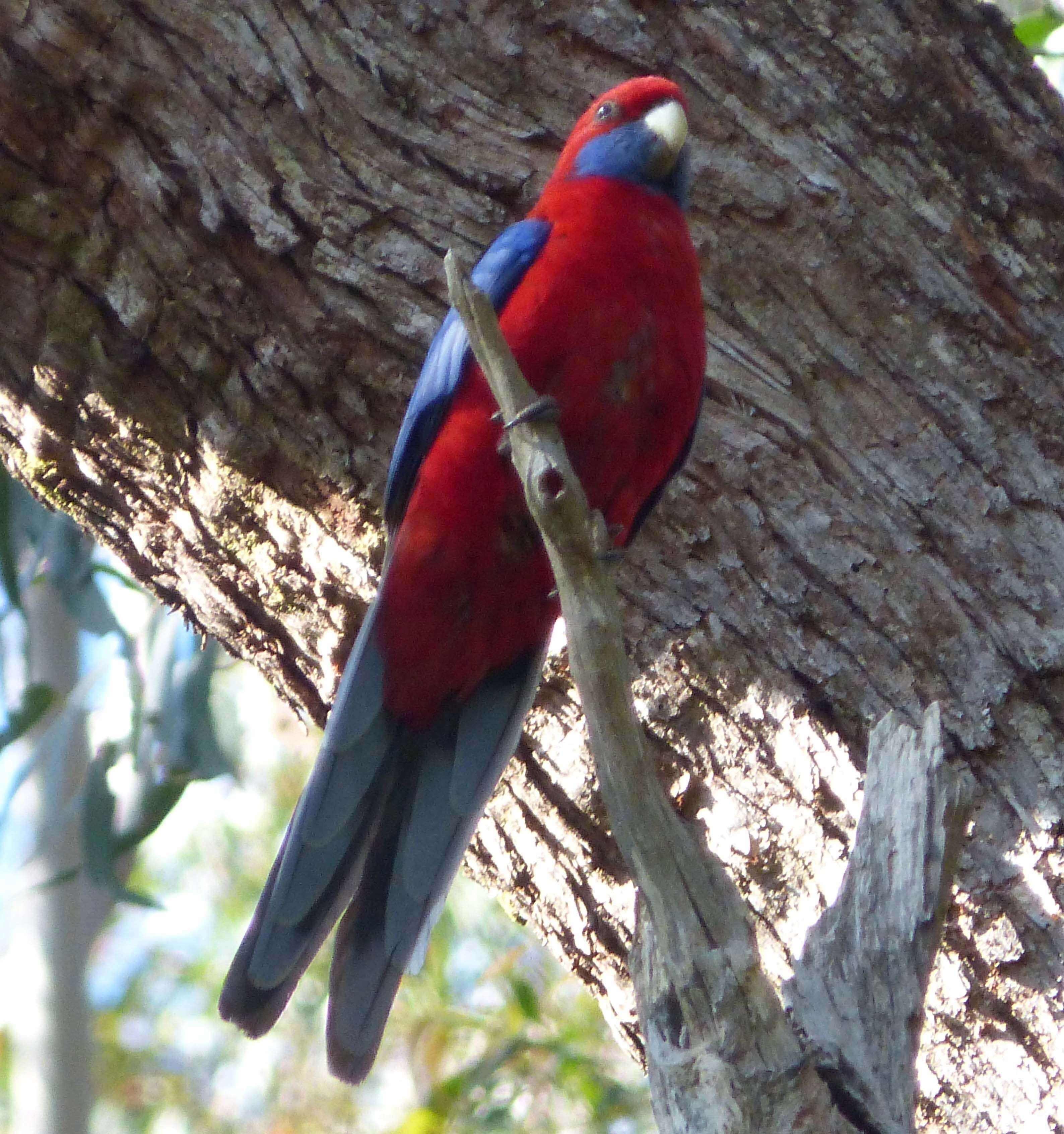 Image of Crimson Rosella