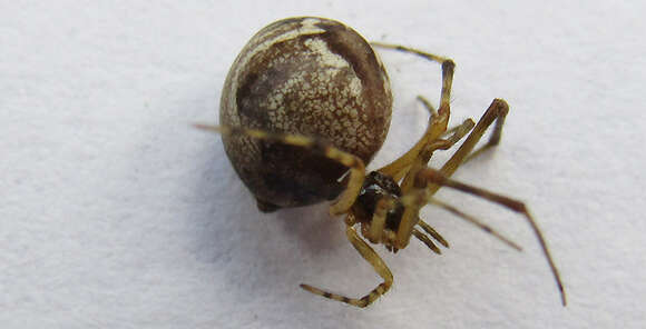 Image of Parasteatoda simulans (Thorell 1875)