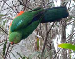 Image of Australian King Parrot