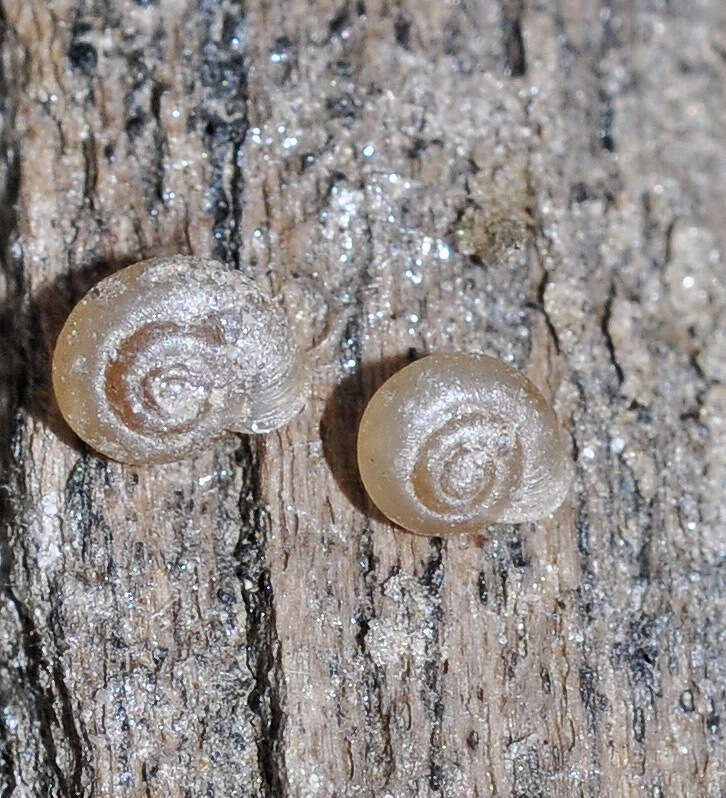 Image of smooth grass snail