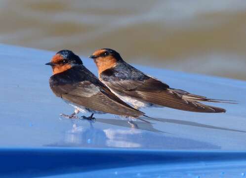 Image of Welcome Swallow