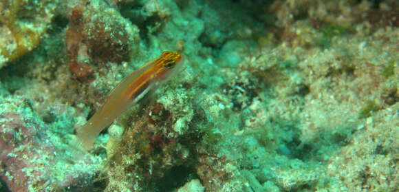 Image of Neon dwarfgoby