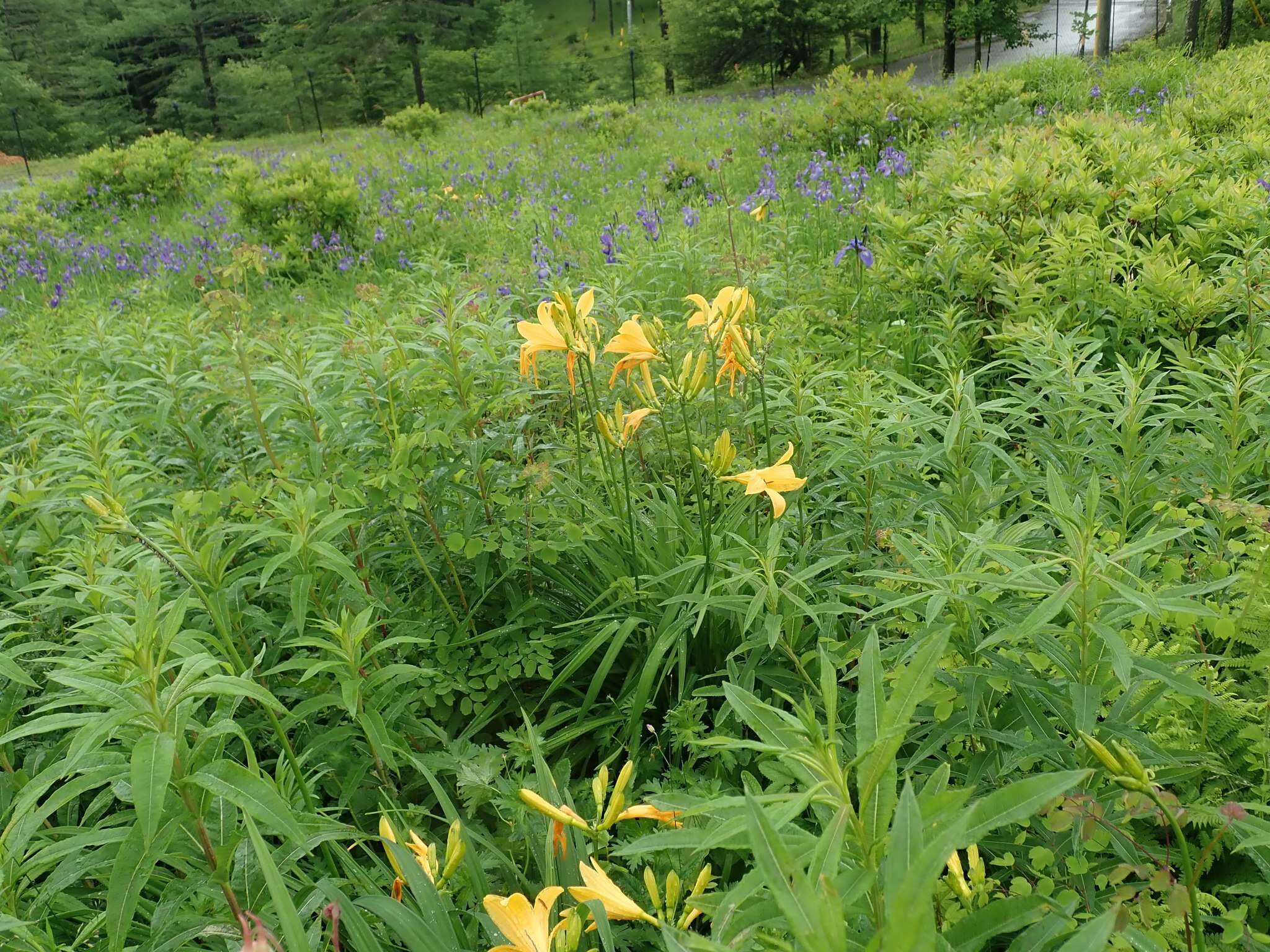 Image of Hemerocallis middendorffii var. esculenta (Koidz.) Ohwi