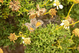 Слика од Pseudolucia chilensis (Blanchard 1852)