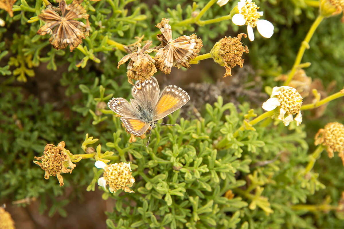 Слика од Pseudolucia chilensis (Blanchard 1852)